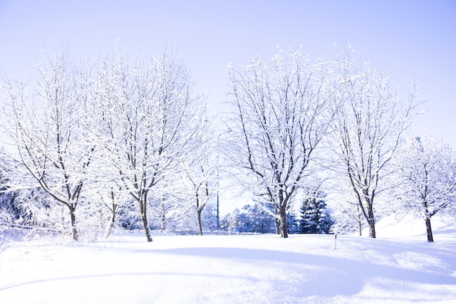 1月26日（雪と木々）