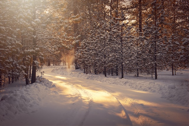 1月11日（雪が積もった森の道）