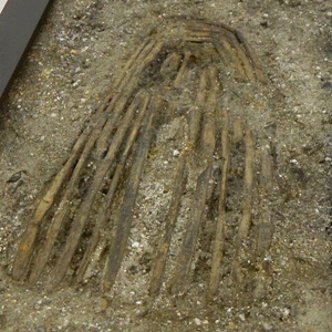 東名遺跡で出土した木製櫛