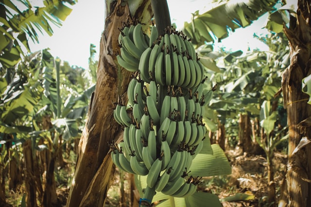 バナナ栽培