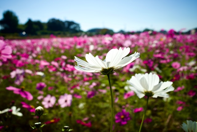 8月27日の誕生花