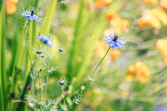 8月8日の誕生花