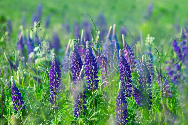 9月2日の誕生花