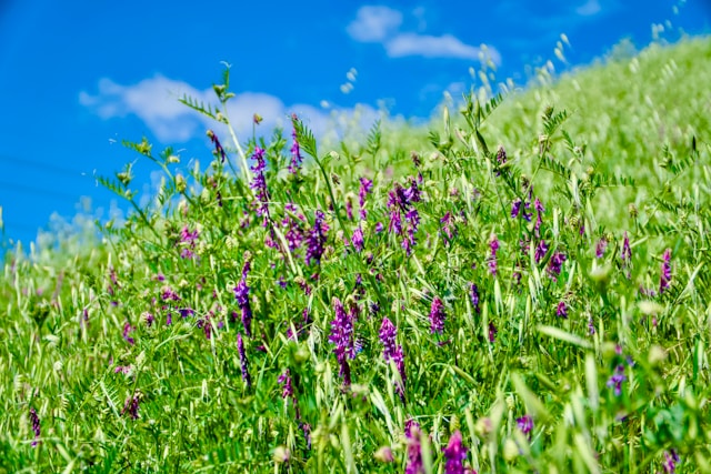 8月10日の誕生花