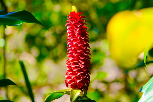 8月6日の誕生花