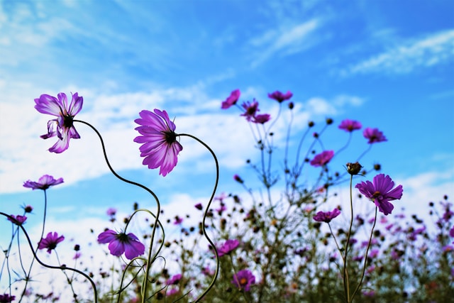 9月21日の誕生花