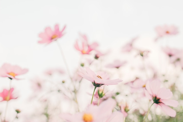 9月25日の誕生花