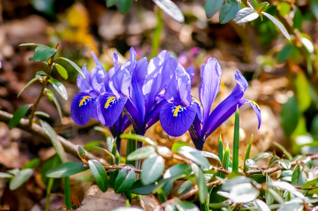 9月15日の誕生花