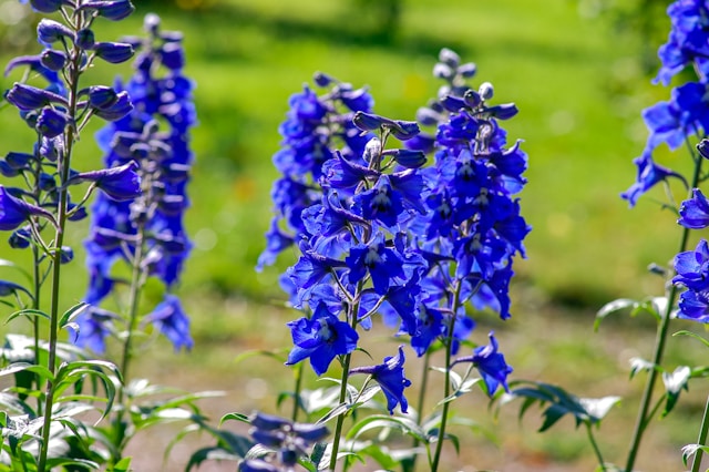 9月18日の誕生花