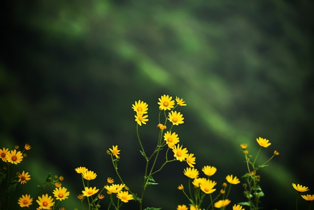 10月24日の誕生花