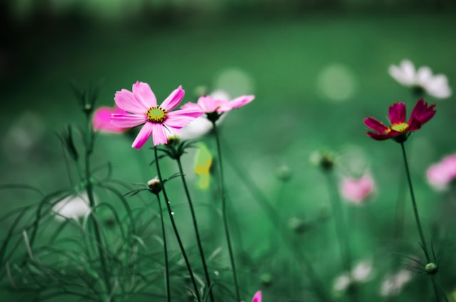 10月21日の誕生花