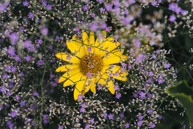 8月7日の誕生花