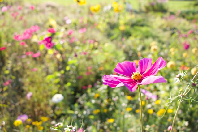 9月19日の誕生花